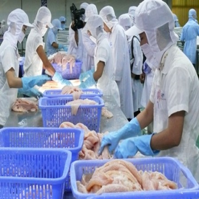 By September 2023, pangasius exports to the US will total 207 million USD.