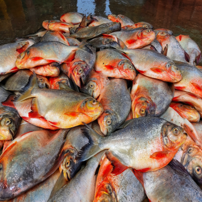 FROZEN RED PACU WHOLE CLEANED